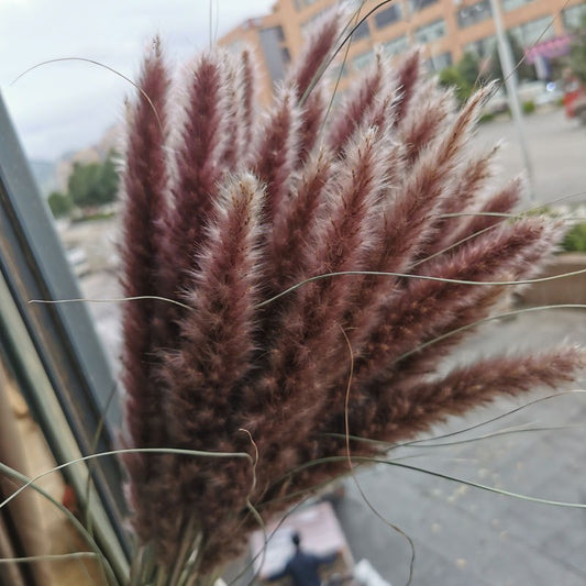 15 Pieces Dried Small Pampas Grass Flowers