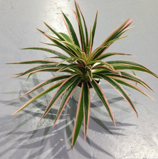 Artificial Plastic plants Chlorophytum