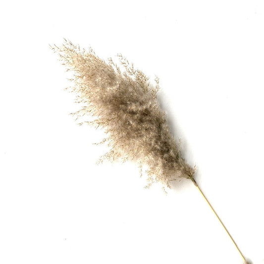 Real pampas grass decor natural dried flowers