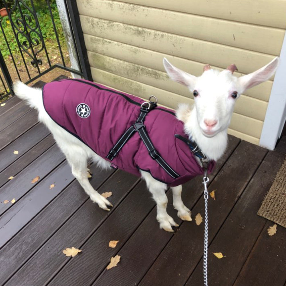 Waterproof Dog Clothes Winter Dog Coat With Harness Warm Pet Clothing