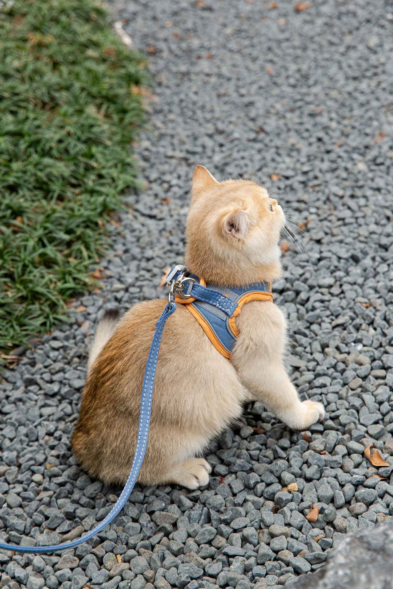 Cat Traction Rope Vest-Style Reflective Chest Harness Anti-Stroke
