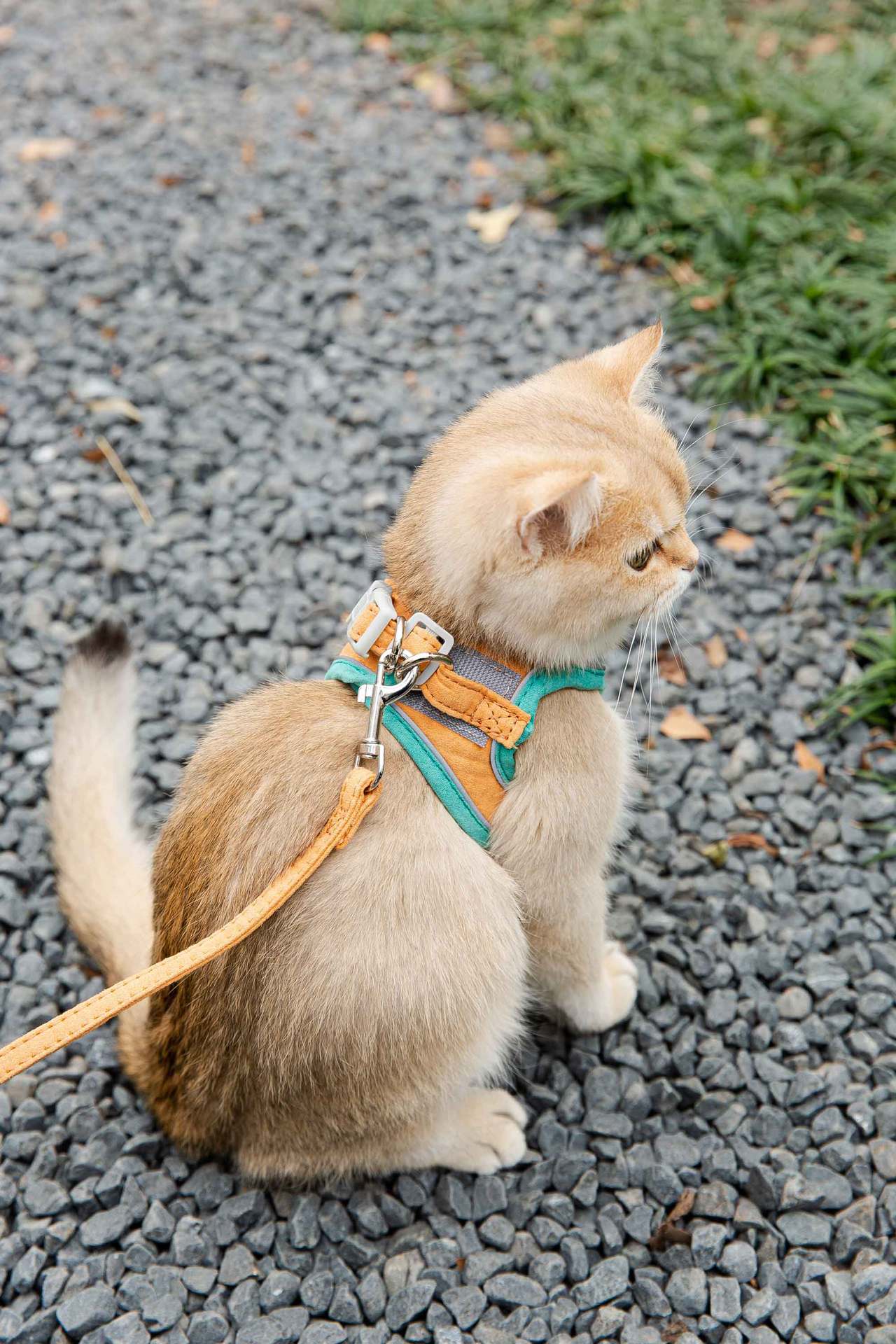Cat Traction Rope Vest-Style Reflective Chest Harness Anti-Stroke