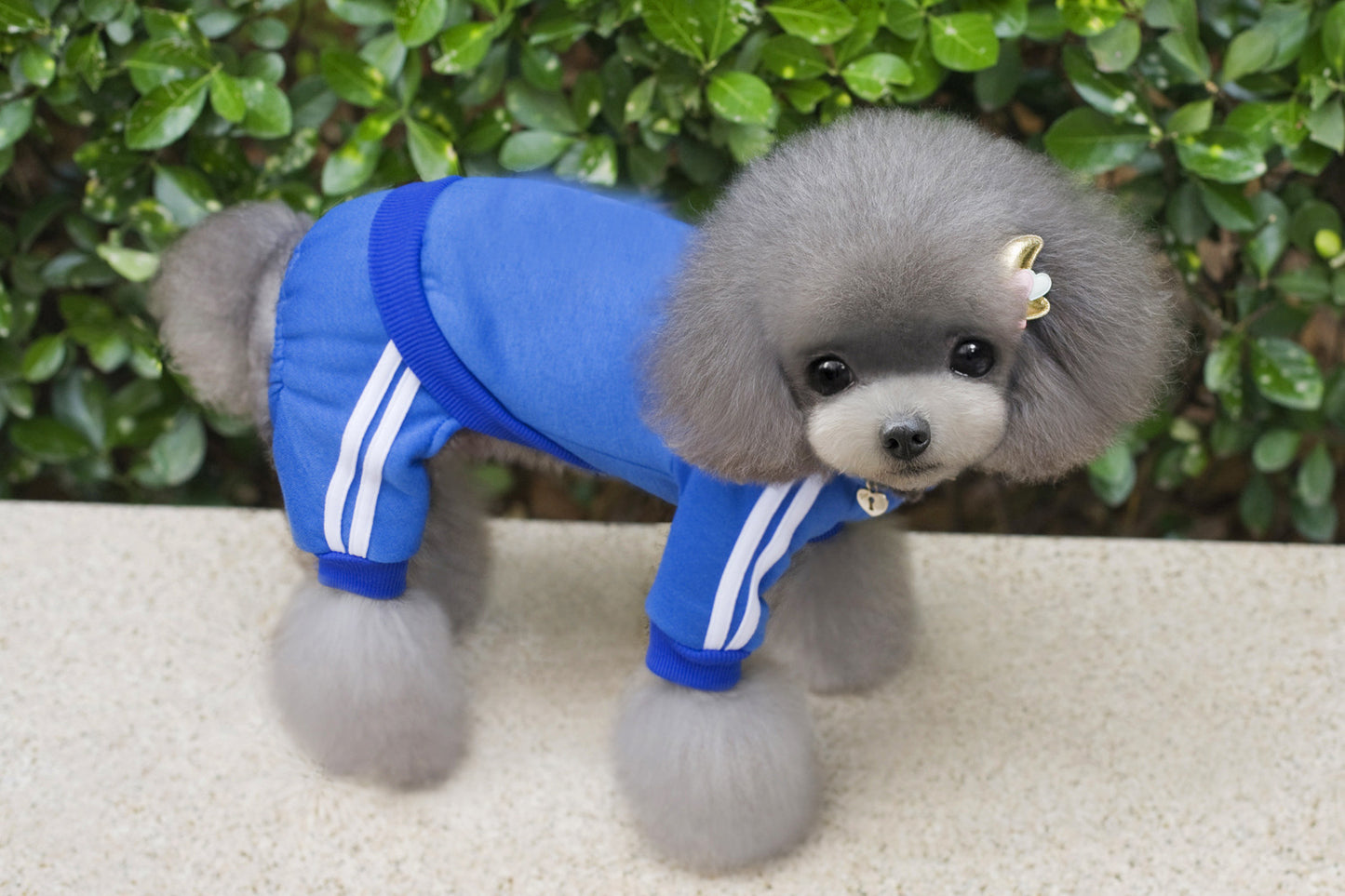 Teddy clothes dog hoodie