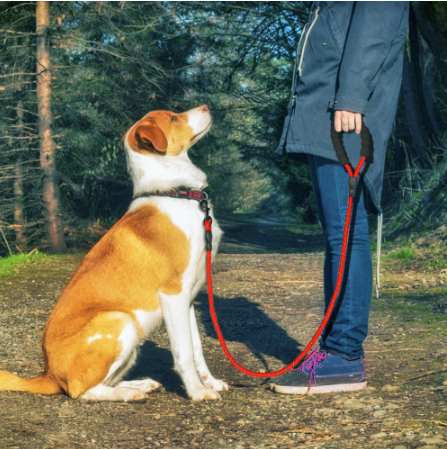 Reflective Dog Leash Walking Training Pet Supplies