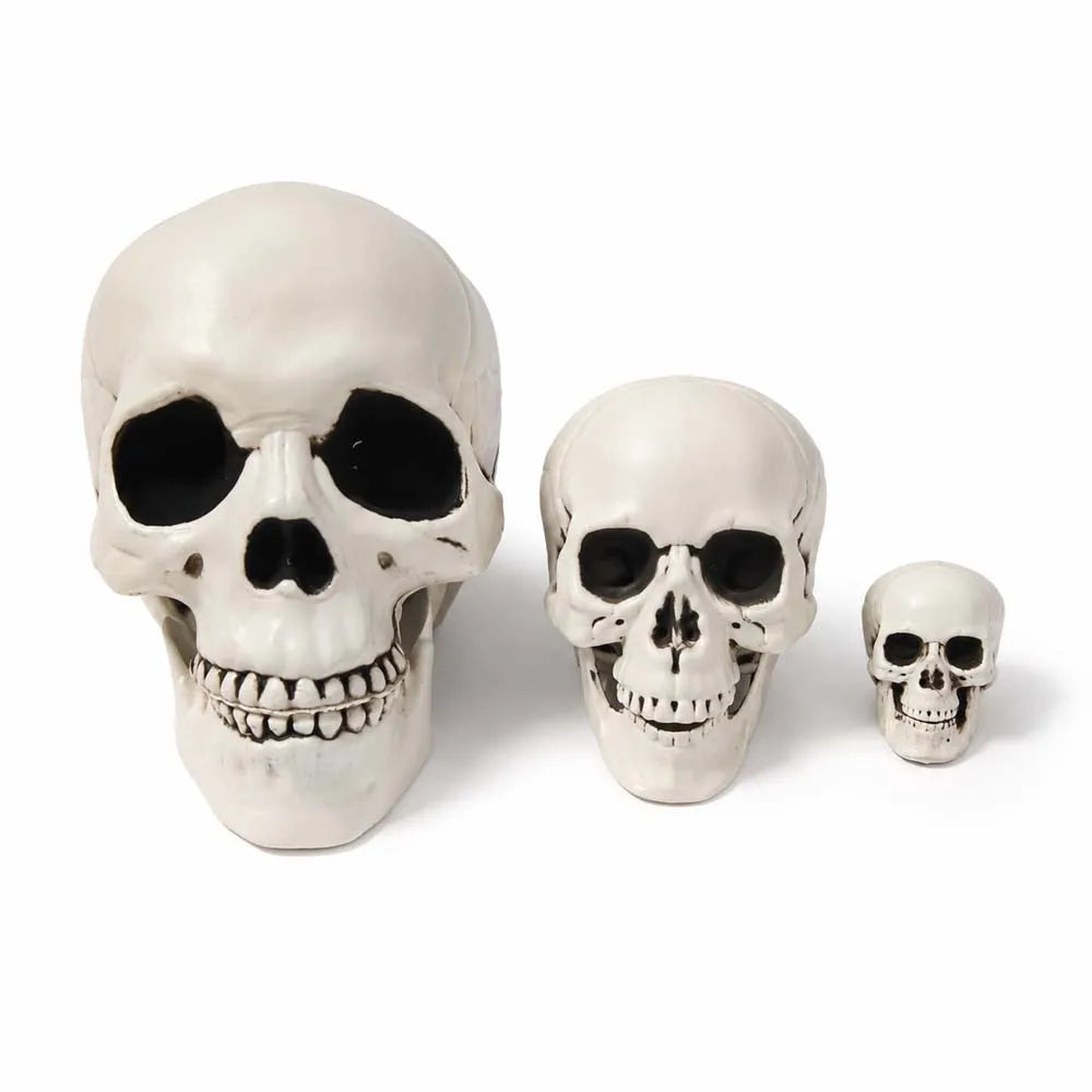 Halloween Skull Decoration,Realistic Plastic Skull,Head Skeleton