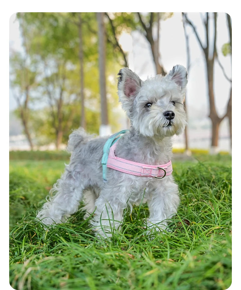 Dog Harness No Pull T-Shape Breathable Spring Summer