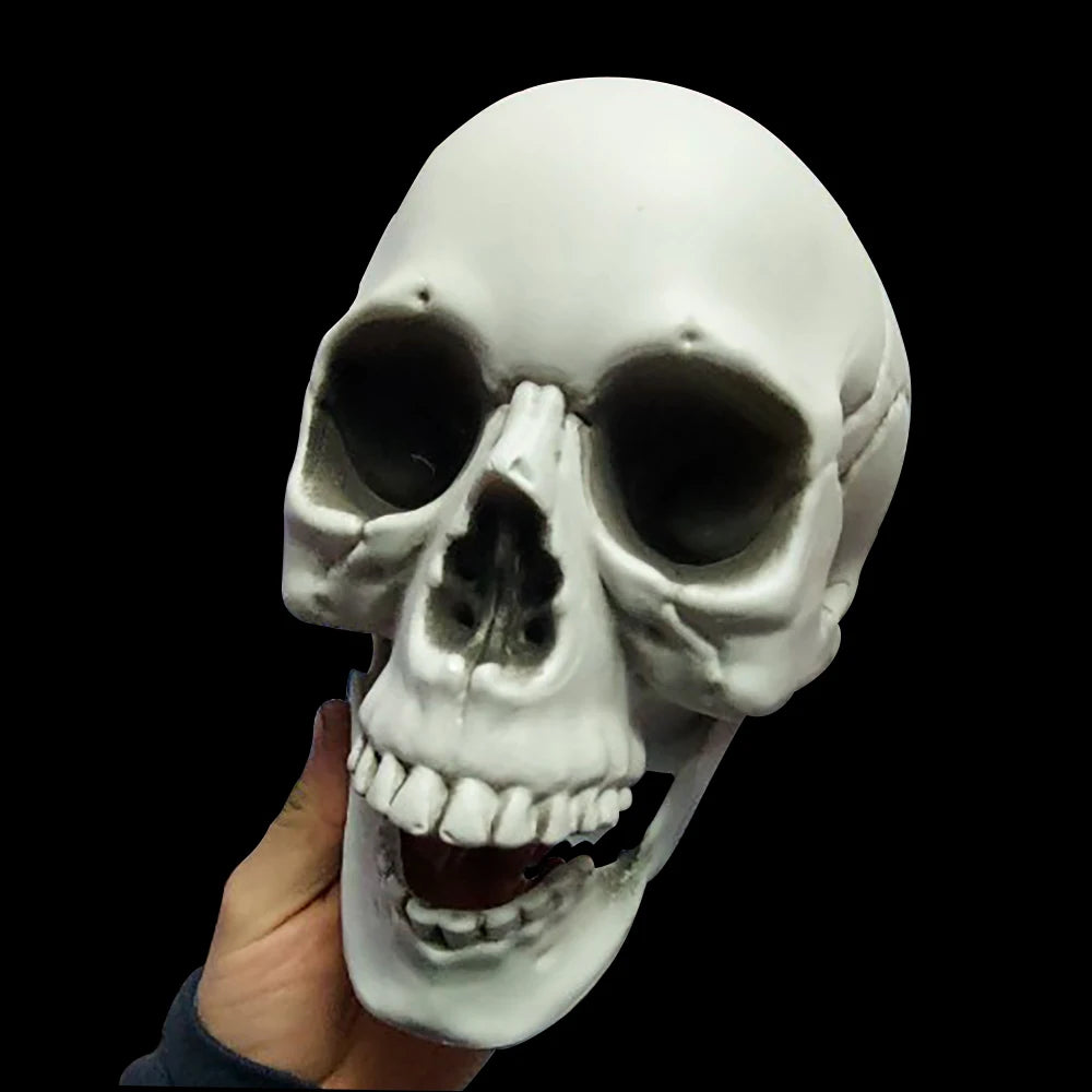 Halloween Skull Decoration,Realistic Plastic Skull,Head Skeleton