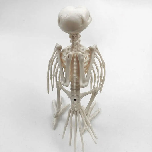 Crazy Bone Skeleton Raven Plastic Animal Skeleton Bones