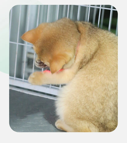 Laser Cat Collar Teasing Cat Electric USB Charging Kitten