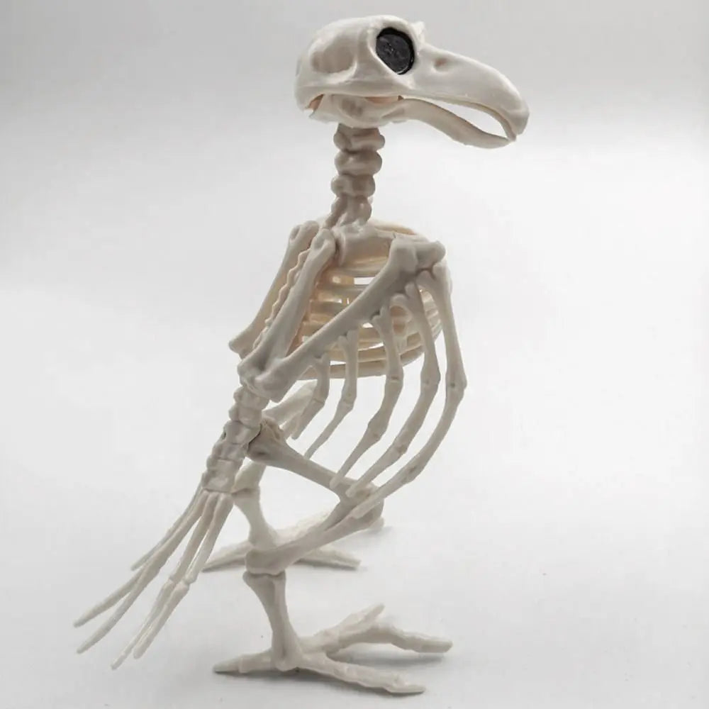 Crazy Bone Skeleton Raven Plastic Animal Skeleton Bones