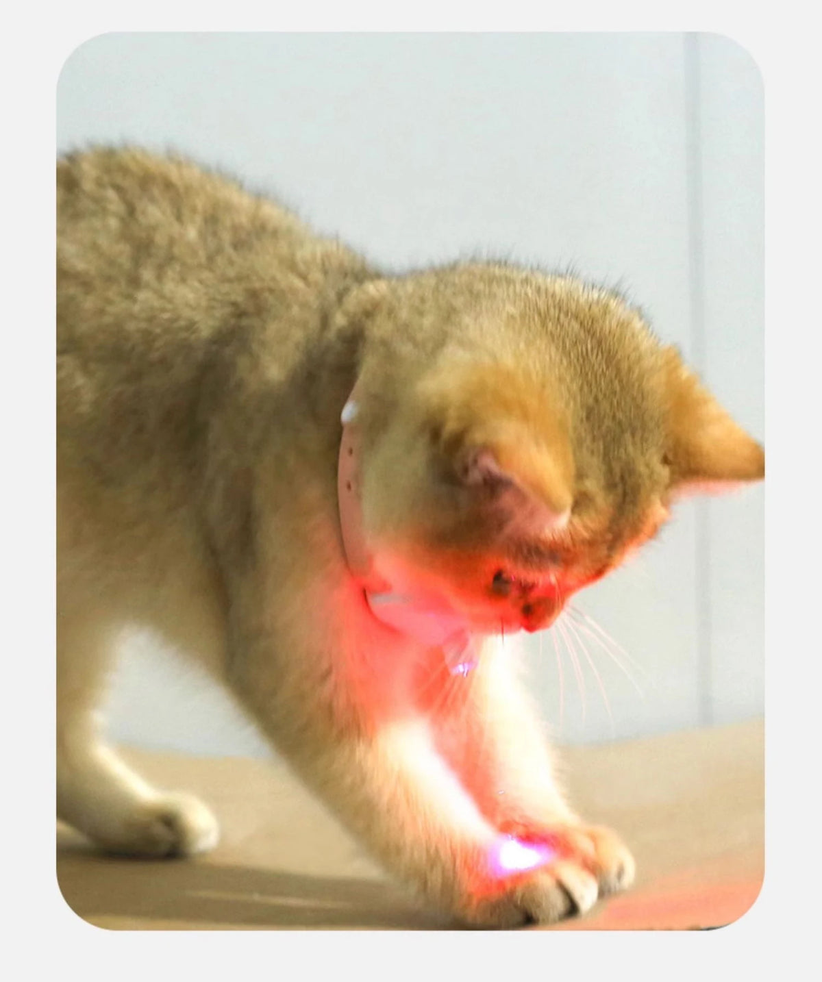 Laser Cat Collar Teasing Cat Electric USB Charging Kitten