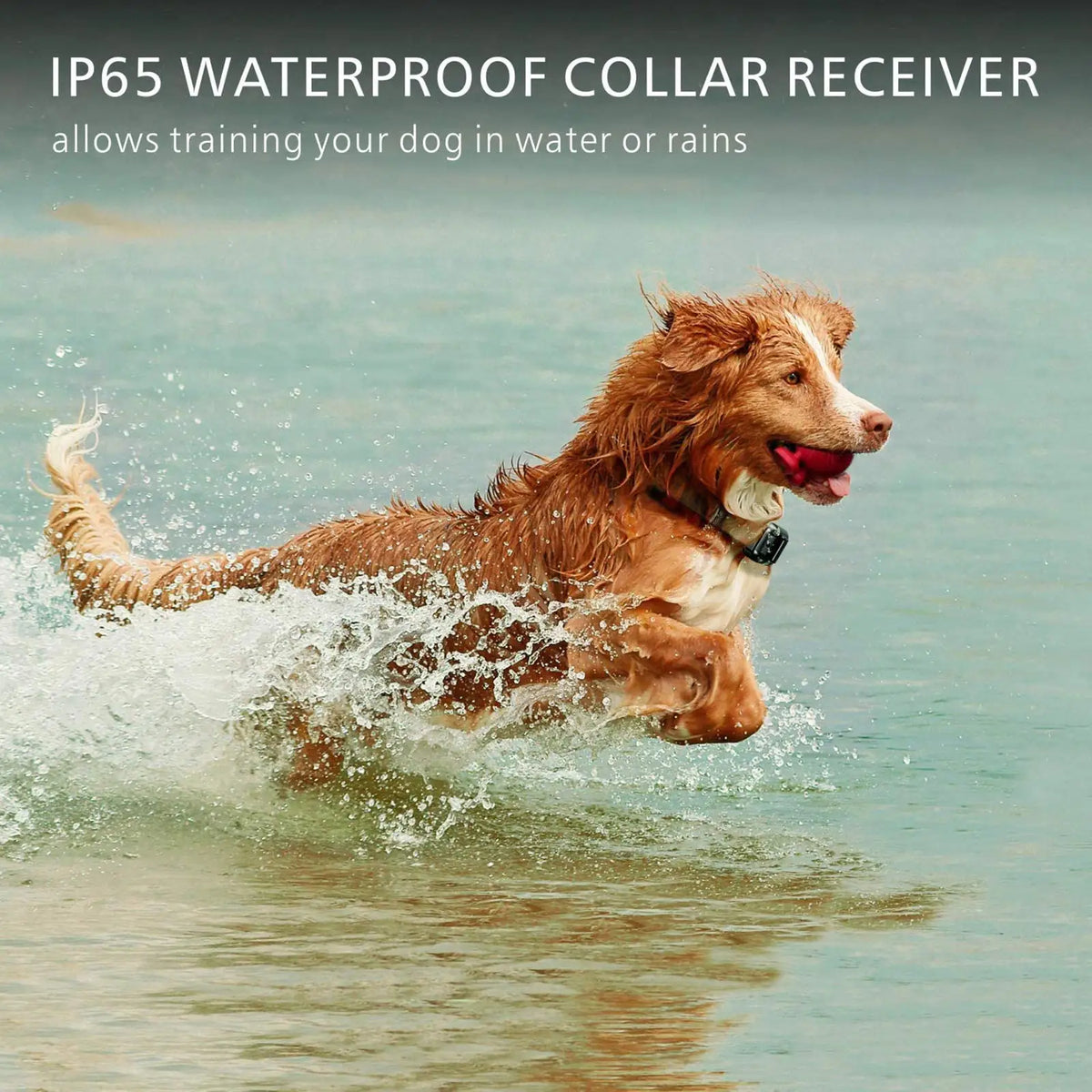 Electric Dog Training Collar Waterproof Dog Bark Collar