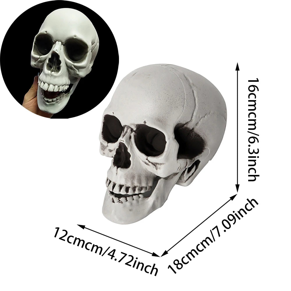 Halloween Skull Decoration,Realistic Plastic Skull,Head Skeleton