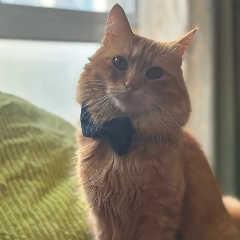 Stylish Adjustable Cat Collar with Bowknot
