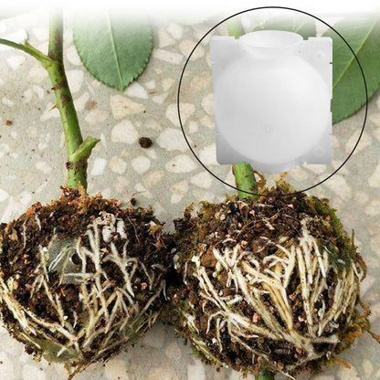 Plant Rooting Ball Grafting Rooting Growing Box Breeding