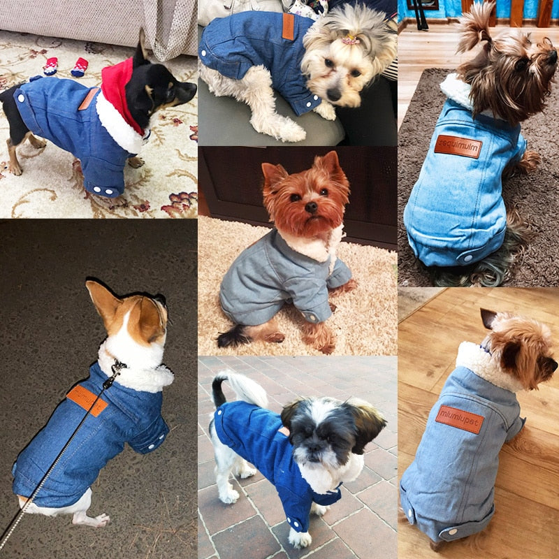 Denim Coat Jeans Costume Chihuahua Poodle