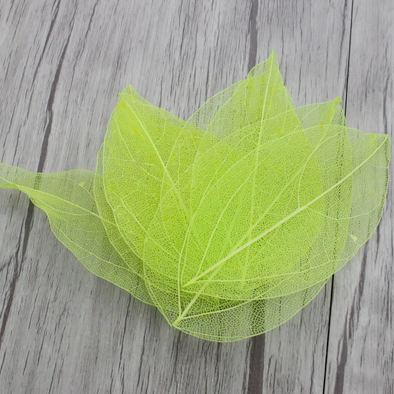 Lucia Crafts Multi-Color  Natural Skeleton Leaf Dry Leaves