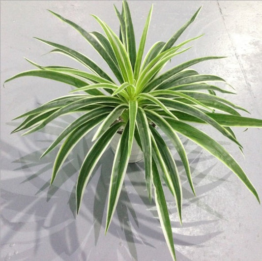 Artificial Plastic plants Chlorophytum