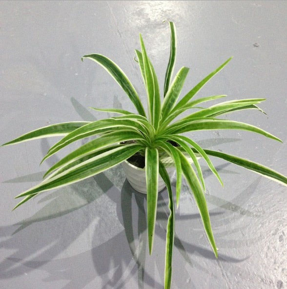 Artificial Plastic plants Chlorophytum