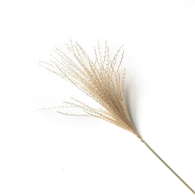 Real pampas grass decor natural dried flowers