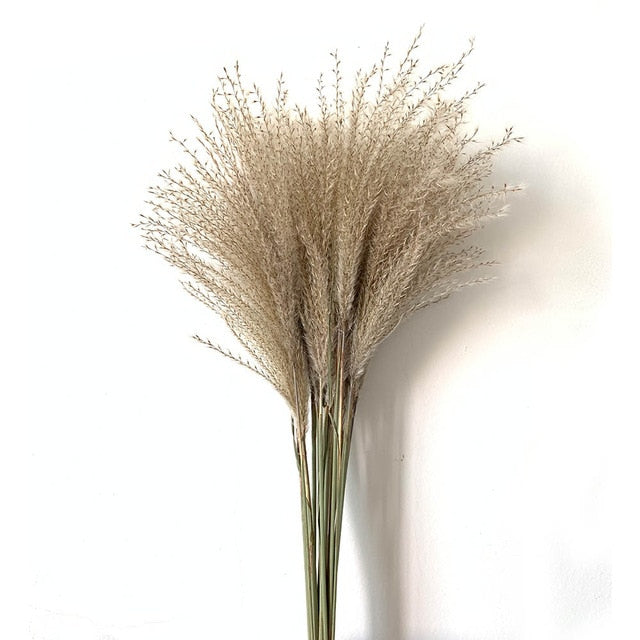 Real pampas grass decor natural dried flowers