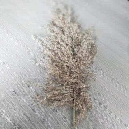 Dried Pampas Grass Decor
