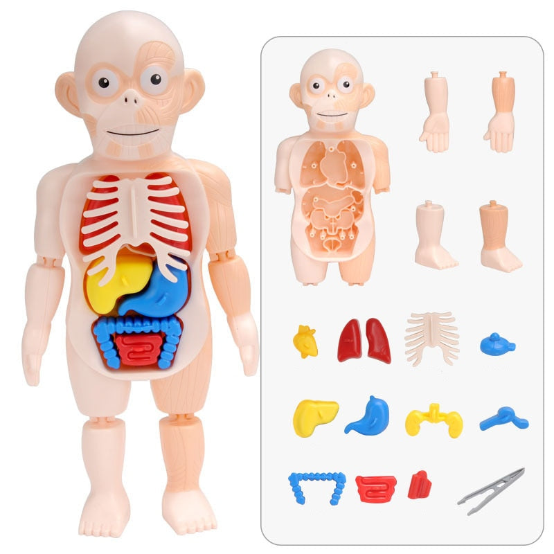 Kid Montessori 3D Puzzle Human Body