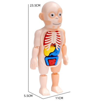 Kid Montessori 3D Puzzle Human Body